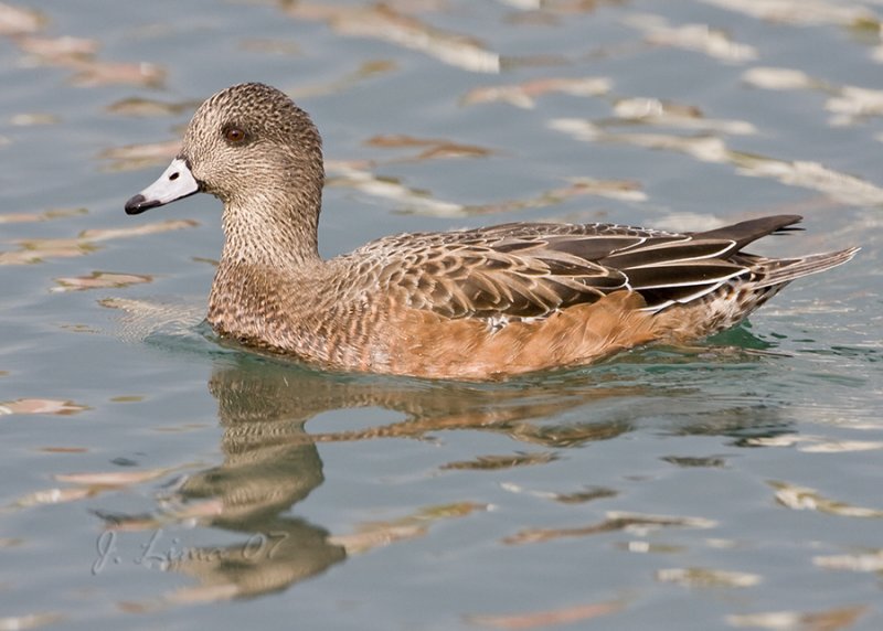 Female American Widgeon