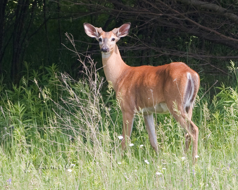White Tail Deer3.jpg