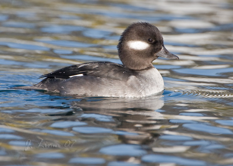 Female Bufflehead