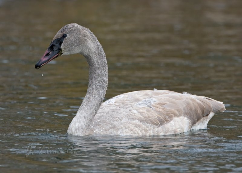 Trumpeter Swan Cygnet
