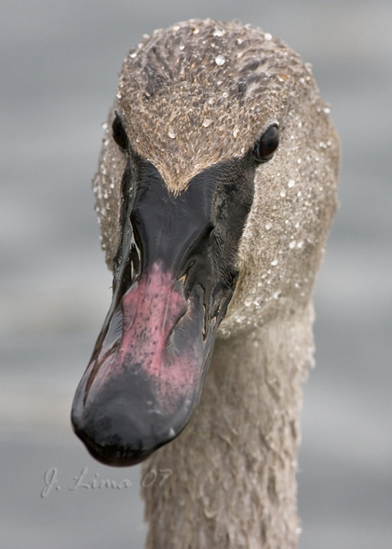 Trumpeter Swan Cygnet