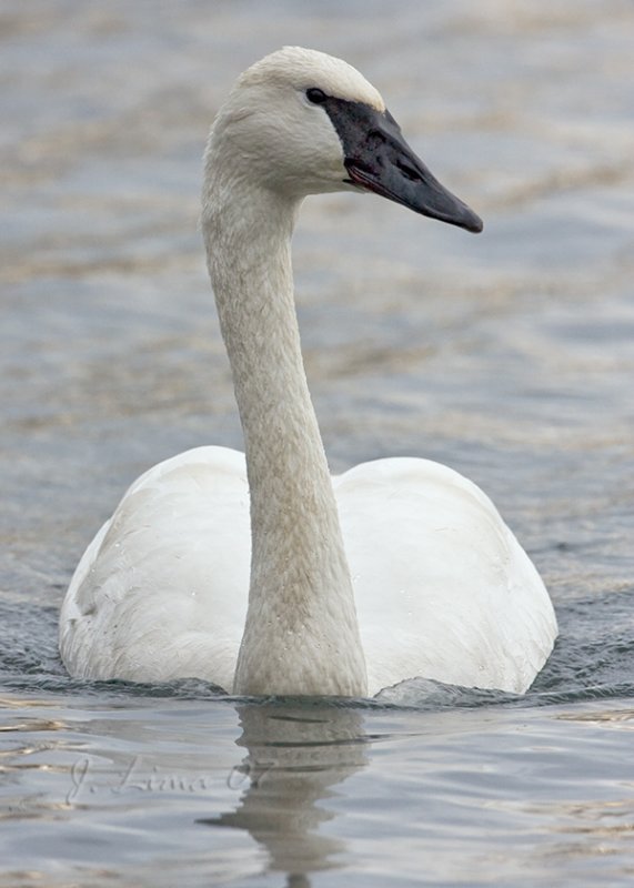 Trumpeter Swan
