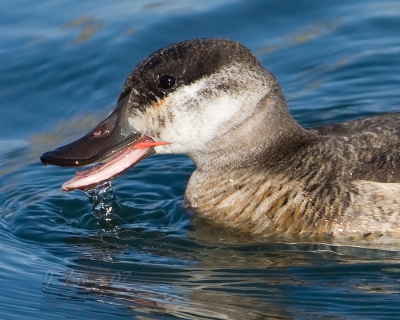 Female Ruddy Duck