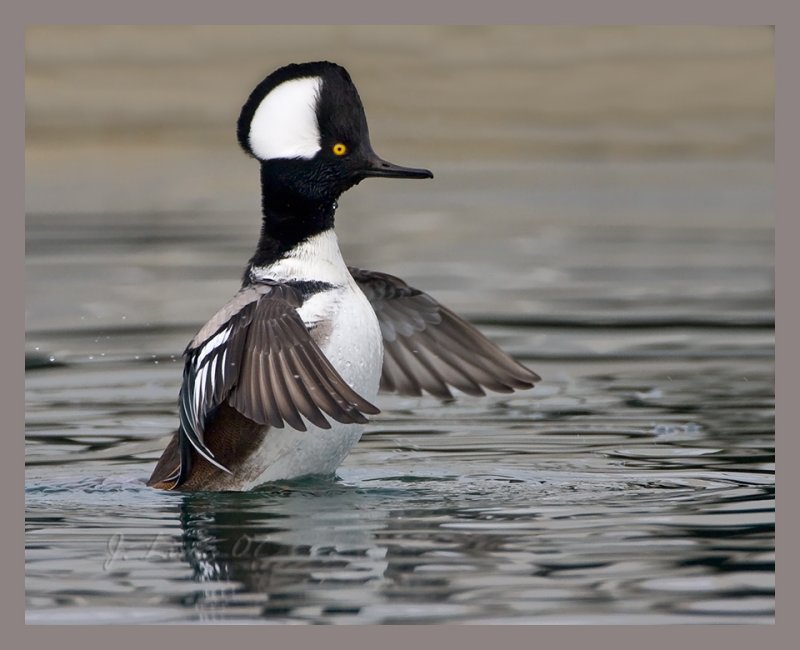 Male Hooded Merganser