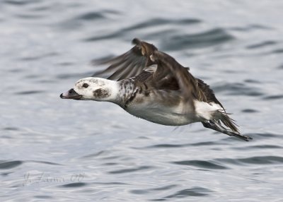 Female long-tailed Duck