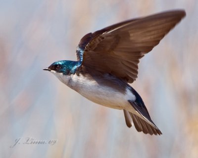 Tree Swallow In Flight