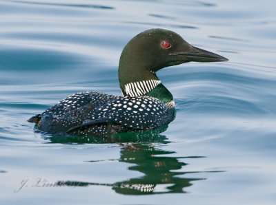 Common Loon