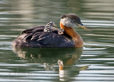 Red-necked Grebe With Chick