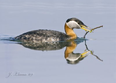 Red-necked Grebe With Twig