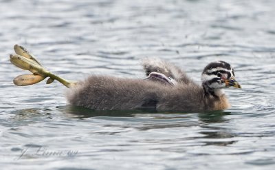 Three Week Old Red-necked Grebe Chick