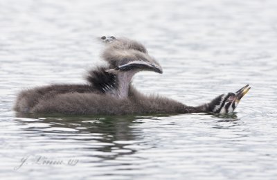 Three Week Old Red-necked Grebe Chick