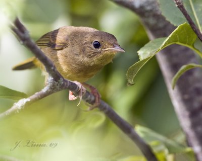 House Wren