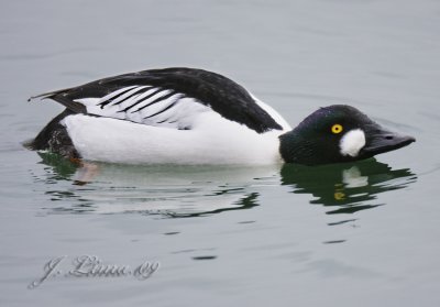 _MG_9715.jpg