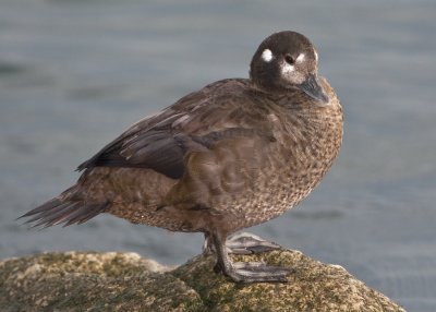 _18C2904_1.jpg