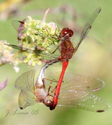 Dragonflies/Damselflies