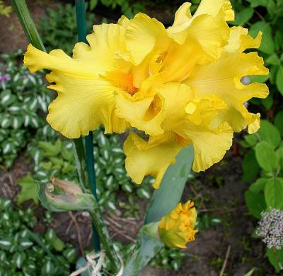 Iris Yellow.jpg