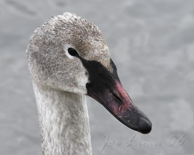 Trumpeter Swan Portrait (Juvenile)