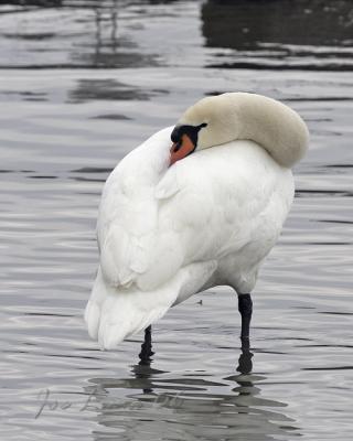 Mute Swan Resting