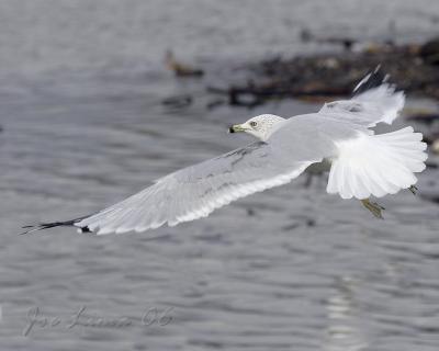 Ring-billed Gull on the Wing