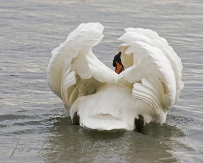 Mute Swan Taking a Peek