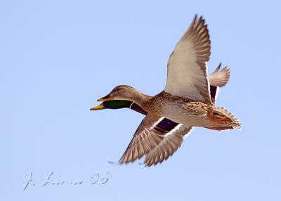 Mallard Pain On The Wing