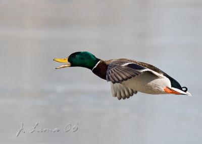 Mallard Duck Quacking