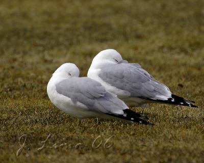 Twin Ring-Billed Gulls Resting