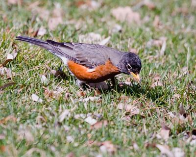 Robin Looking For Worms