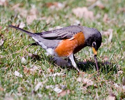 Robin Finds Worm