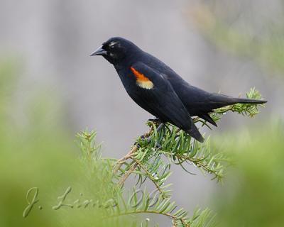 Red-Wing Black Bird