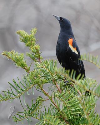 Red-Wing Black Bird Posing