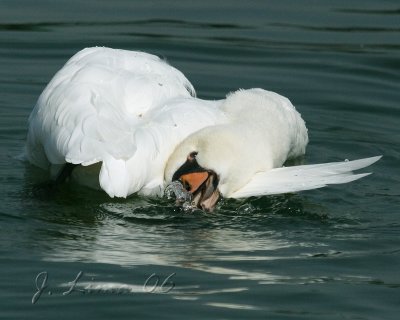 Mute Swan Hamming It Up