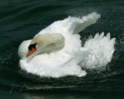Mute Swan Splashing