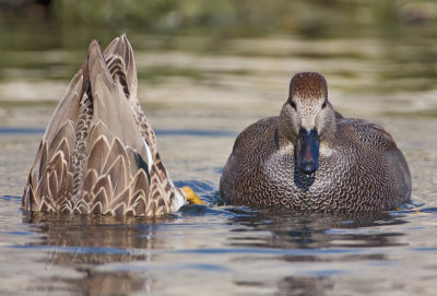 The Gadwall