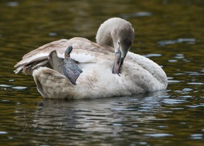 Mute Swan Cygnet