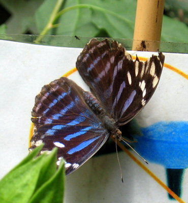 g3/91/589591/3/96356040.HKJ0xwrC.jpg
