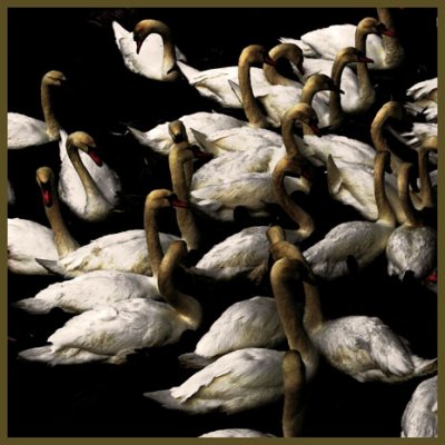  Swans - Strmsn, Strmstad - painted by me ;o)
