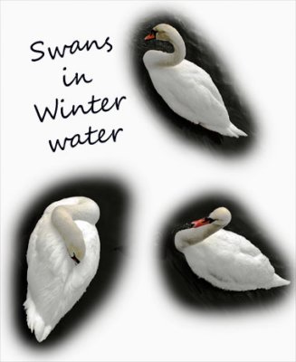 Swans in Winter water