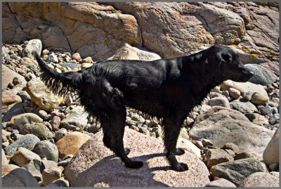 Flat coated retriever