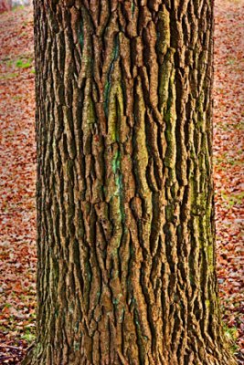Oak 
