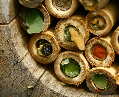 Emerging Leaf Cutter Bee
