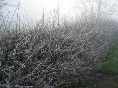 Frost in Hedge, Gangbridge Lane, St Mary Bourne