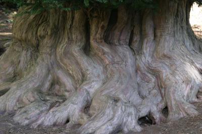 Tree bark in Stourhead