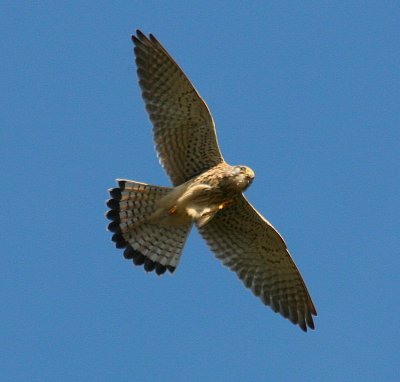 Kestrel - Longparish meadow
