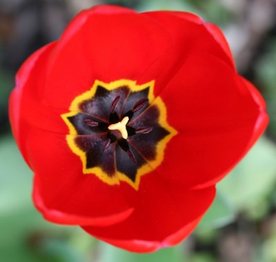 Macro of Tulip