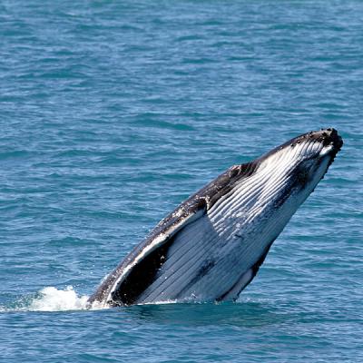 Humpback Calf    3 metres.jpg