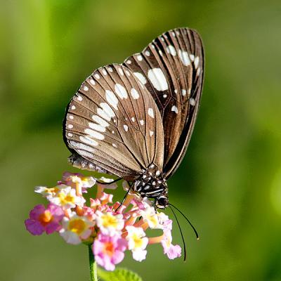 Butterfly on Lantana.jpg