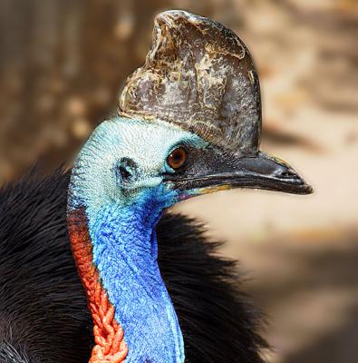 Cassowary.jpg