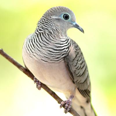 Peaceful Dove.jpg