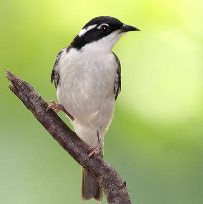White Chinned Honeyeater.jpg